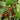 Wild Cherry Rootstock, 200 Seeds