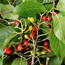 Wild Cherry Rootstock, 200 Seeds