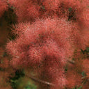 Smoke Tree Seeds, 10 Grams ≈ 80 Seeds