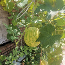 Lemon Candy Watermelon, 5~10 Seeds