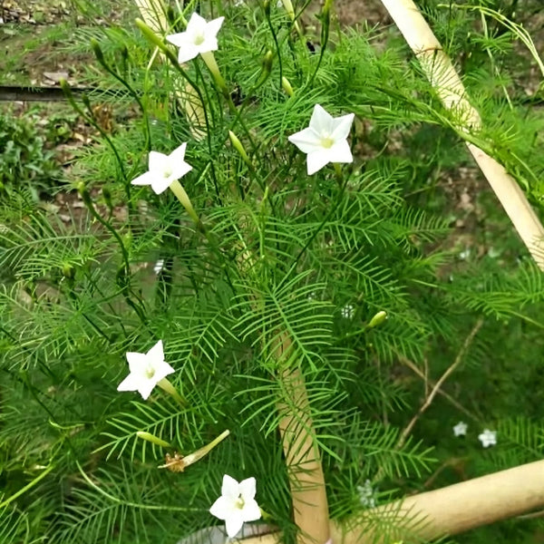 White Cypress Vine, 100 Seeds