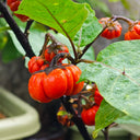 African Red Scarlet Eggplant, 200 Seeds