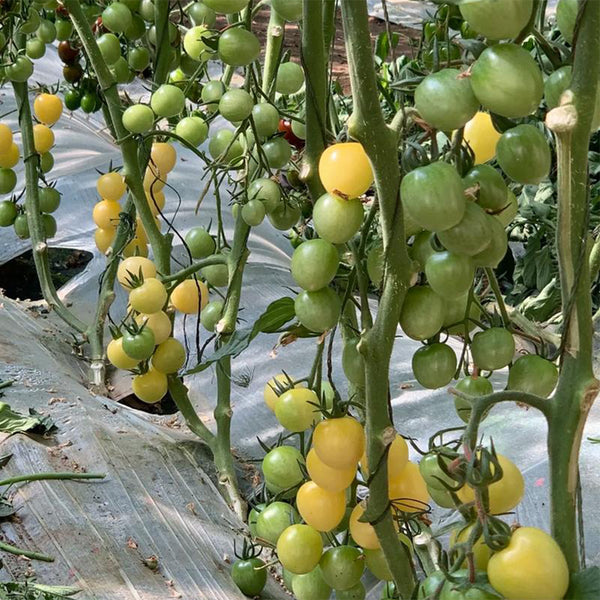 Cream White Cherry Tomato F1 Seeds, 20 Seeds