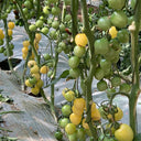 Cream White Cherry Tomato F1 Seeds, 20 Seeds