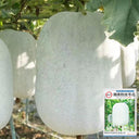 Jiemei Pink Skin Winter Melon Seeds, 50 Seeds