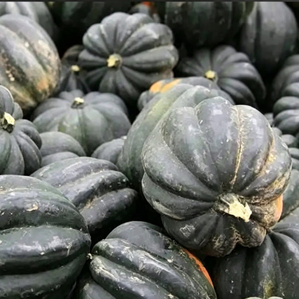 Acorn Squash, 5 Seeds