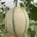 Basketball Green Hybrid Melon Seeds, 20 Seeds