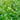 Toothache Plant Seeds, 100 Seeds