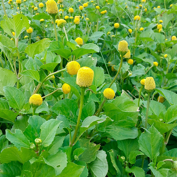 Toothache Plant Seeds, 100 Seeds