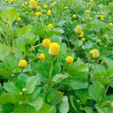 Toothache Plant Seeds, 100 Seeds