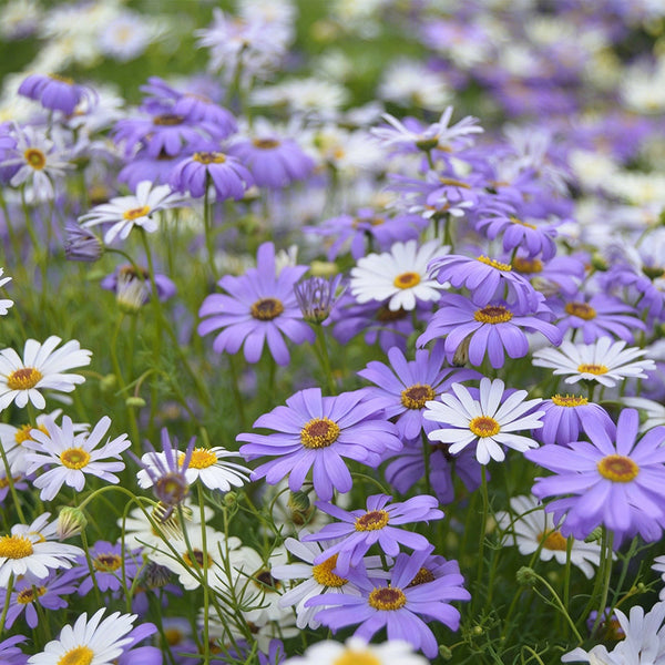 Swan River Daisy, 1g