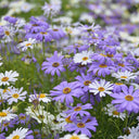 Swan River Daisy, 1g