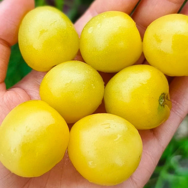 934 'Snow White' Cherry Tomato, 5 Seeds