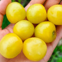 934 'Snow White' Cherry Tomato, 5 Seeds