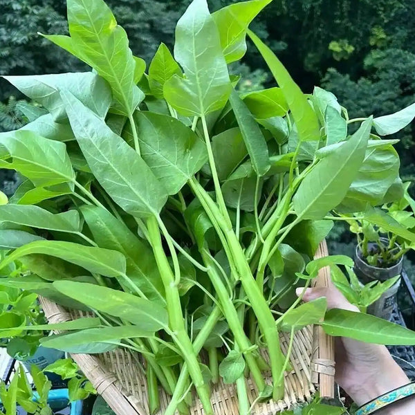 Thai Large Leaf Water Spinach Seeds, 10g