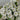White Hybrid Petunia, 100 Seeds