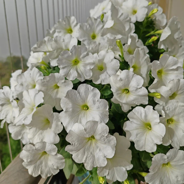 White Hybrid Petunia, 100 Seeds