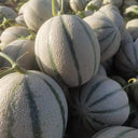 Basketball Green Hybrid Melon Seeds, 20 Seeds