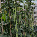 Jiemei Xiabao No. 2 Cowpea Seeds, 20g