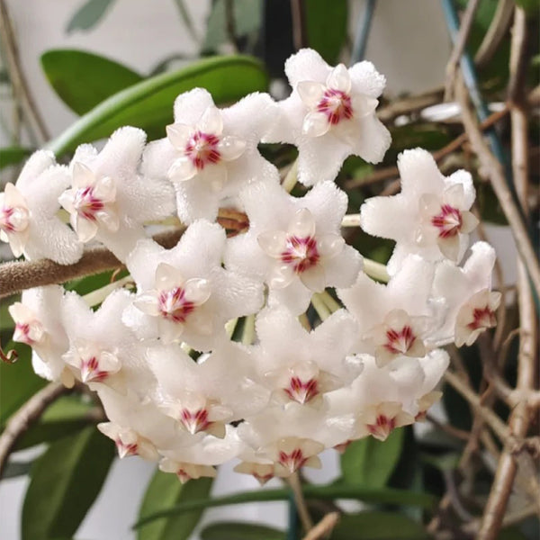 Hoya carnosa 'Jade', 5 Cuttings