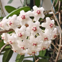 Hoya carnosa 'Jade', 5 Cuttings