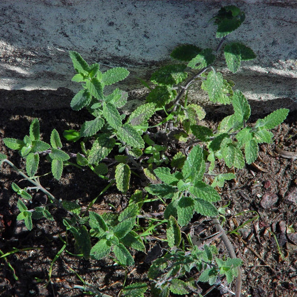 Fragrant Mint (Nepeta × faassenii) Seeds, 100 Seeds