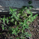 Fragrant Mint (Nepeta × faassenii) Seeds, 100 Seeds
