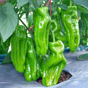 Crisp Thin-Skinned Chili Seeds, 1g