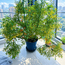 272 Microberry Tomato, 5 Seeds
