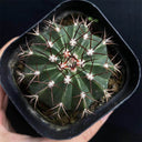 Melocactus caesius, 4cm