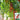 Pearl Falls No. 2 Tomato, 20 Seeds