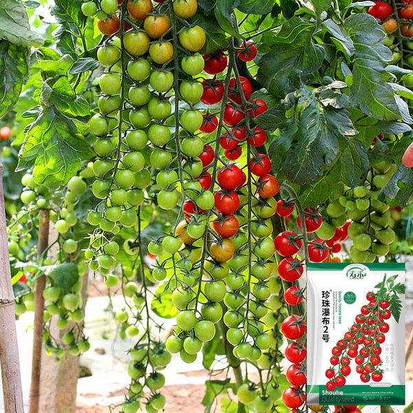 Pearl Falls No. 2 Tomato, 20 Seeds