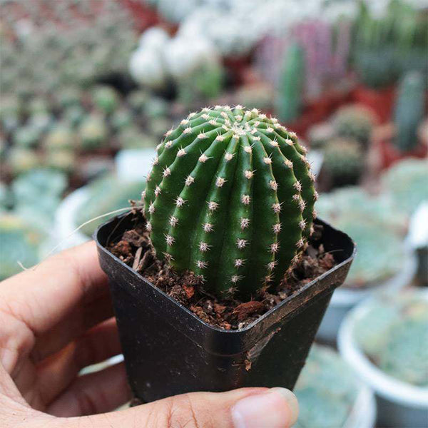 Echinopsis Hybrid 'Heijingang', 3-4cm