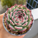 Echeveria chihuahuaensis, 3pcs x 1-head