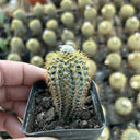 Frailea aurea, 2-3cm