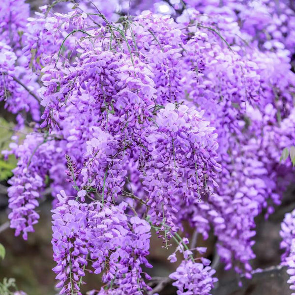 Chinese wisteria (Wisteria sinensis) Seeds, 50 Seeds