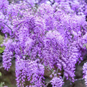 Chinese wisteria (Wisteria sinensis) Seeds, 50 Seeds