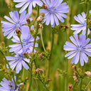 Coffee Chicory, 1000 Seeds