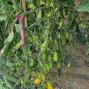 2025 Sweet Auntie F4 Tomato, 5 Seeds