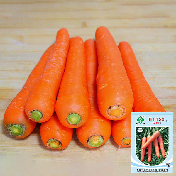 'H1182 F1' Carrot Seeds, 10g