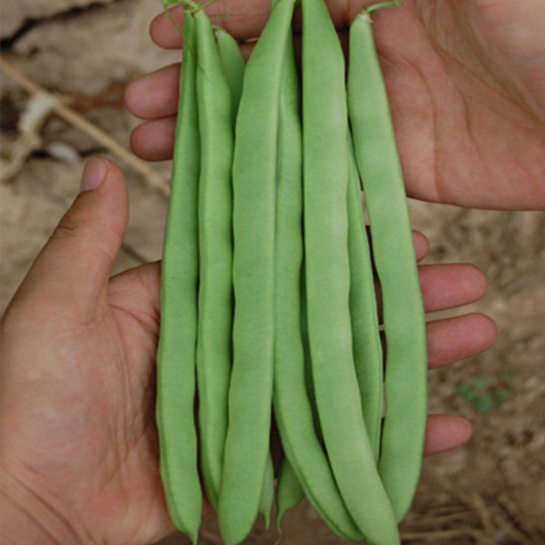 Red-flowered Snap Bean Seeds, 5 × 10g Bags