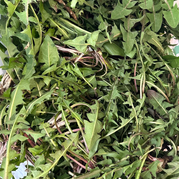 Dandelion (Taraxacum officinale) Seeds, 6g