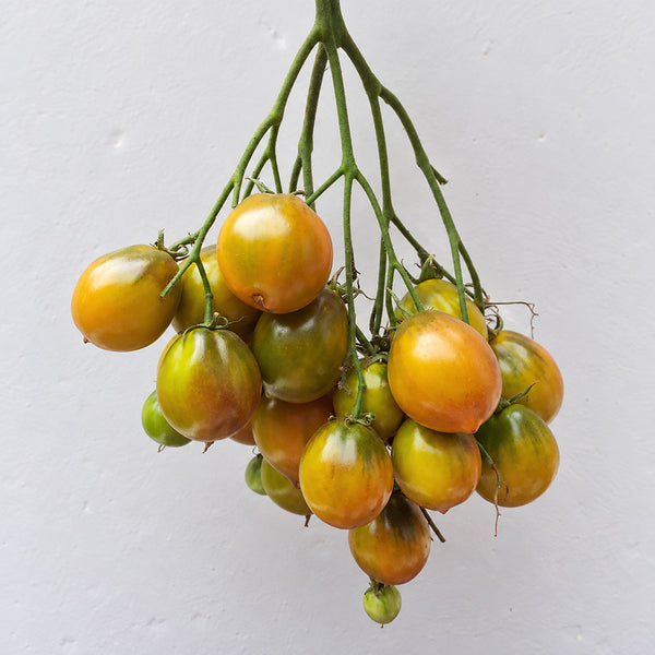 216 Smolka Beauty Multiflora Tomato, 5 Seeds