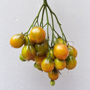 216 Smolka Beauty Multiflora Tomato, 5 Seeds