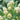 Sweet & Crisp Sprouting Cauliflower No.1 Hybrid Seeds, 30 Seeds