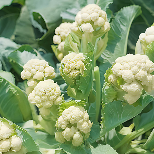 Sweet & Crisp Sprouting Cauliflower No.1 Hybrid Seeds, 30 Seeds
