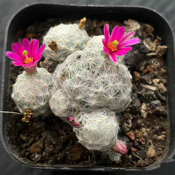 Mammillaria humboldtii, 2-3cm