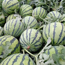 Rock Sugar Kirin No.2 Watermelon Seeds, pack of 50