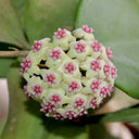 Hoya 'Wonder', 3 Cuttings