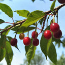 Wild Cherry Rootstock, 200 Seeds